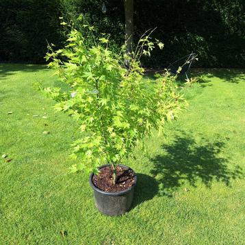 Acer palmatum 'Katsura' - Japanse Esdoorn

 beschikbaar voor biedingen
