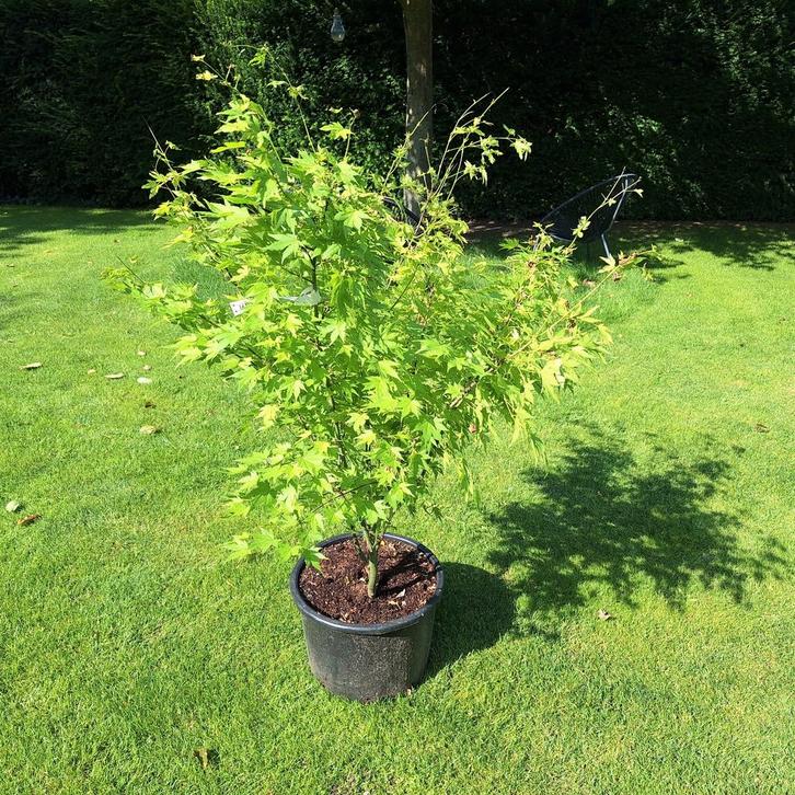 Acer palmatum 'Katsura' - Japanse Esdoorn, Tuin en Terras, Planten | Bomen, Overige soorten, Halfschaduw, Ophalen