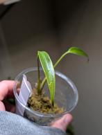 Monstera Burle Marx Flame  C, Huis en Inrichting, Kamerplanten, Ophalen, Halfschaduw, Minder dan 100 cm