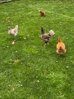 Toom kipjes ( 3 hennen 1 haan ), Dieren en Toebehoren, Pluimvee, Meerdere dieren, Kip