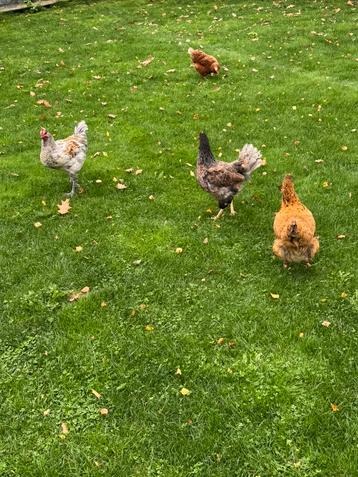 Toom kipjes ( 3 hennen 1 haan ) beschikbaar voor biedingen