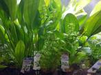 Hobbyaquarium MEGA-AKTIE 28&29 Juni alle planten uitzoeken, Plant(en), Steen of Hout, Nieuw, Ophalen of Verzenden, 4706RD