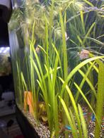 Te koop  Vallisneria Spiralis, Ophalen