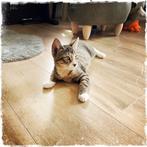 Twee hele lieve, sociale kittens (broertjes) 12 wkn, Kater