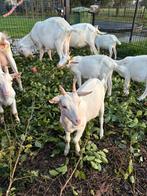 Witte melkgeitlammeren te koop, Dieren en Toebehoren, Meerdere dieren, Geit, 0 tot 2 jaar