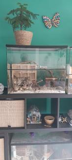 Terrarium glazen, Ophalen, Zo goed als nieuw