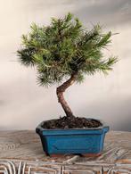 Pinus Halepensis, Tuin en Terras, Bloeit niet, Halfschaduw, Minder dan 100 cm, Overige soorten