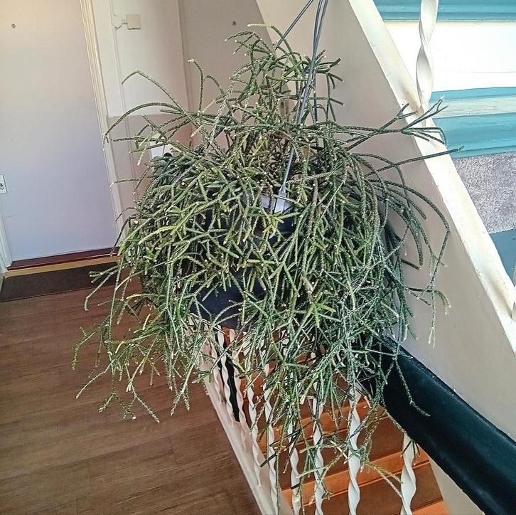 Grote hangcactus 60cm incl (hang)pot, evt te bezorgen*, Huis en Inrichting, Kamerplanten, Overige soorten, Minder dan 100 cm, Bloeiende kamerplant