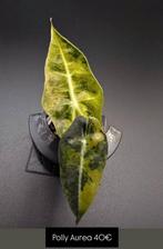 Alocasia Polly Aurea Variegata, Huis en Inrichting, Kamerplanten, Ophalen of Verzenden, Halfschaduw, Minder dan 100 cm