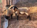 2x Suffolk stamboek dekram, Mannelijk, Schaap