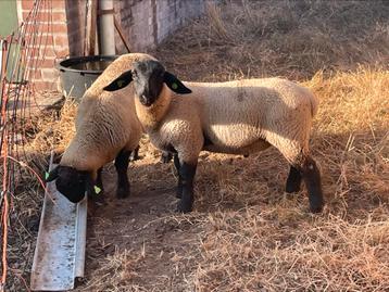 2x Suffolk stamboek dekram beschikbaar voor biedingen