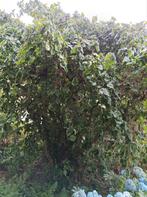 Hazelaar kronkel hazelaar Corylus boom planten beplanting, Ophalen, Halfschaduw, Overige soorten