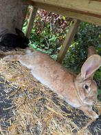 Vlaamse reuzen te koop! MOETEN WEG!, Dieren en Toebehoren, Konijnen, Meerdere dieren, Groot, 0 tot 2 jaar