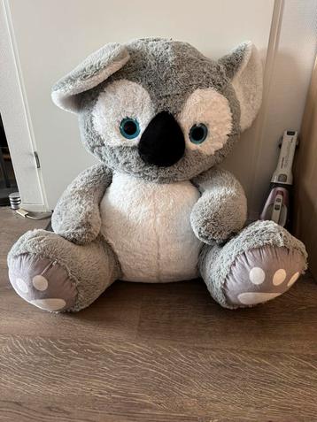 Koala grote beer beschikbaar voor biedingen