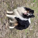 Sheltie Dekreu Shetland Sheepdog Dekreu, Dieren en Toebehoren, Rabiës (hondsdolheid), Reu, Eén hond, 3 tot 5 jaar