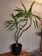 Yucca kamerplant - 1,75 m hoog - Palmlelie, Ophalen, In pot, Yucca, 150 tot 200 cm