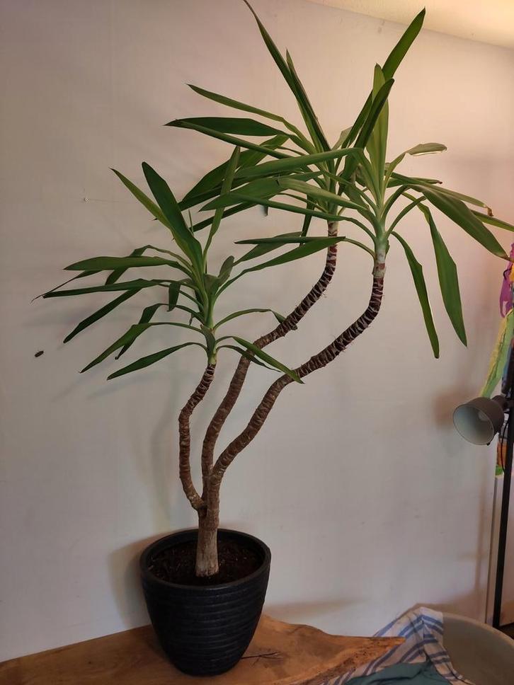 Yucca kamerplant - 1,75 m hoog - Palmlelie, Huis en Inrichting, Kamerplanten, Yucca, 150 tot 200 cm, Groene kamerplant, Volle zon
