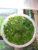 Salvinia Minima (Drijfplanten), Dieren en Toebehoren, Ophalen, Nieuw, Plant(en), Steen of Hout