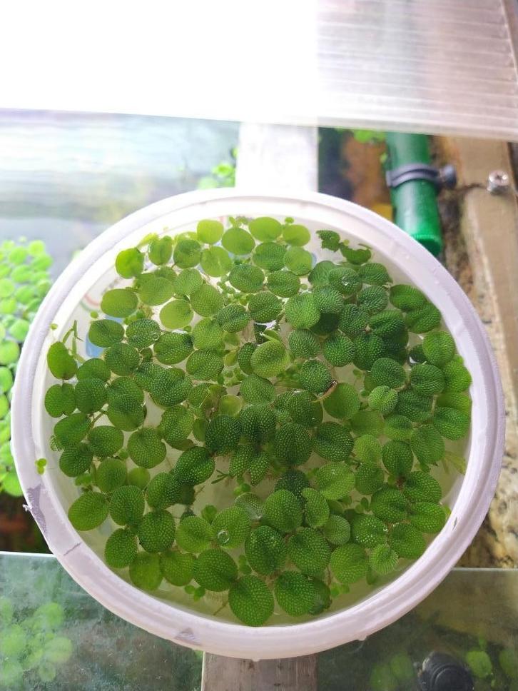 Salvinia Minima (Drijfplanten), Dieren en Toebehoren, Vissen | Aquaria en Toebehoren, Nieuw, Plant(en), Steen of Hout, Ophalen