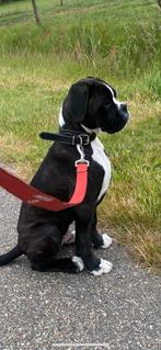 Mooie zwart/bruin gestroomde Boxer Dekreu met mooie Stamboom, Dieren en Toebehoren, Honden | Niet-rashonden, Particulier, Middel