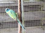 Cloncurry, Dieren en Toebehoren, Vogels | Parkieten en Papegaaien, Vrouwelijk, Parkiet