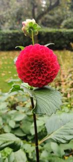 Dahlia’s te ruil of te koop, Tuin en Terras, Bloembollen en Zaden, Ophalen of Verzenden, Volle zon, Knol