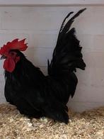 Koppeltje zwart chabos, Dieren en Toebehoren, Pluimvee, Kip