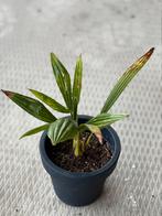Trachycarpus fortunei palm, Tuin en Terras, Planten | Tuinplanten, Ophalen of Verzenden, Bloeit niet, Overige soorten, Volle zon