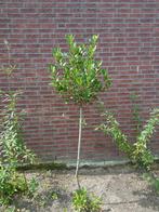 Laurier(Laurus nobilis) kruiden/keuken variant max.25€, Ophalen of Verzenden, Overige soorten