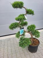 Juniperus virg.grey owl, Tuin en Terras, Bloeit niet, Overige soorten, 100 tot 250 cm, Ophalen