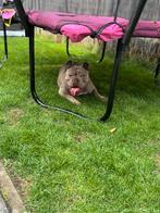New English Bulldog Teefje, Dieren en Toebehoren, Honden | Bulldogs, Pinschers en Molossers, Rabiës (hondsdolheid), Teef, Bulldog