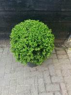 Ilex bol 35cm AANBIEDING!!, Ophalen, Hulst, Struik, Minder dan 100 cm