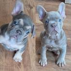 Franse Bulldog pups, Parvo, Reu, 8 tot 15 weken, Bulldog