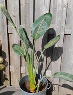 Strelitzia Reginae paradijsvogelplant paradijsvogel, Huis en Inrichting, Ophalen, 100 tot 150 cm, Overige soorten, In pot
