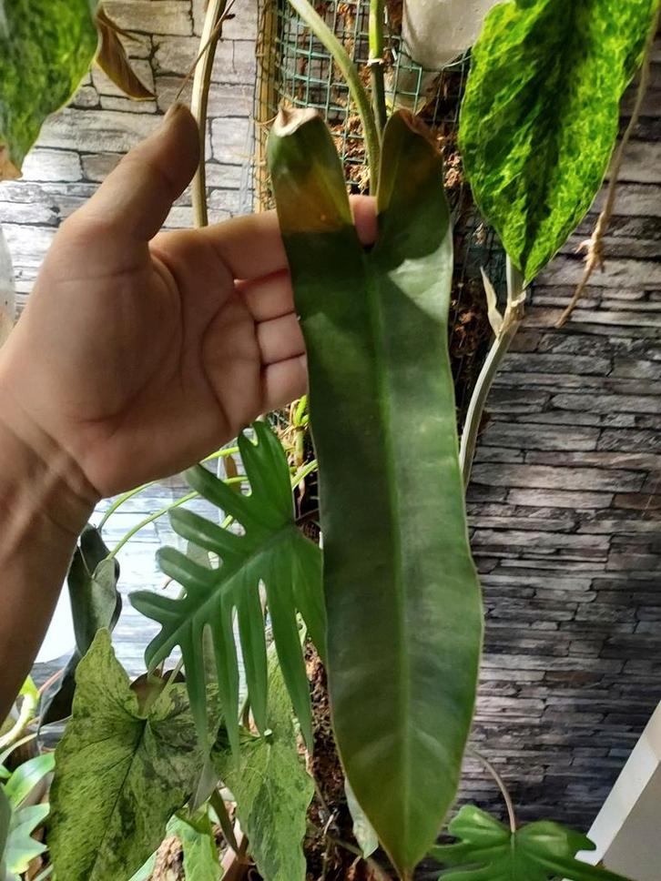 Philodendron atabapoense stekken, Huis en Inrichting, Kamerplanten, Minder dan 100 cm, Halfschaduw, Ophalen of Verzenden