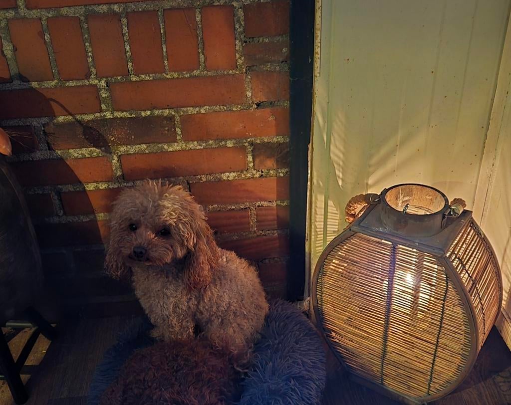 Toy poedel dekreutje 18 cm, Dieren en Toebehoren, Honden | Dekreuen, Reu, Particulier, Eén hond, Nederland, 1 tot 2 jaar, CDV (hondenziekte)