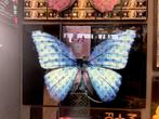 Blauw vlinder LV plexiglas 90x60 cm, Ophalen of Verzenden