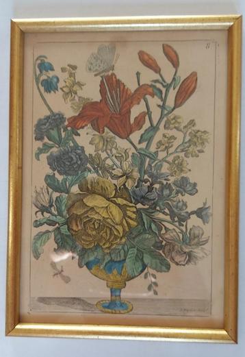 ingelijste bladzijde uit botanisch boek beschikbaar voor biedingen