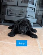 2 schattige Bernedoodle pups, 8 tot 15 weken, Meerdere, Meerdere dieren, Middel