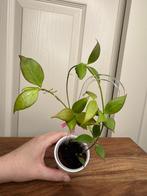 Hoya microstemma, Ophalen of Verzenden, Overige soorten, Halfschaduw, Minder dan 100 cm