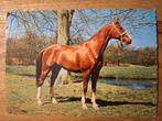 Dieren - Paard, Verzamelen, Ansichtkaarten | Dieren, Ophalen of Verzenden, Ongelopen, Paard