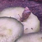 Afrikaanse reuzenslak babies. 15 stuks €10. Ook verzenden, Dieren en Toebehoren, Amfibie, 0 tot 2 jaar