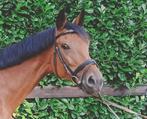 8 jr allround rijpaard, Merrie, B, Dressuurpaard, 7 tot 10 jaar