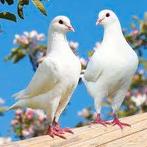 WITTE Duiven..............., Vrouwelijk, Kip