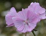 Zaden Muskuskaasjeskruid - Malva moschata 'Rosea', Verzenden, Voorjaar, Volle zon, Zaad