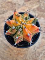 Cactus Gymnocalycium Mihanovichii p8 (L)