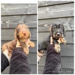 Prachtige ruwhaar teckel pups beschikbaar, Dieren en Toebehoren, Honden | Teckels en Dashonden, Nederland, Reu, CDV (hondenziekte)