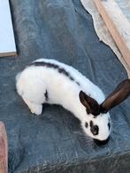 Jonge konijnen lotharingen, Dieren en Toebehoren, Konijnen, Geslacht onbekend, 0 tot 2 jaar