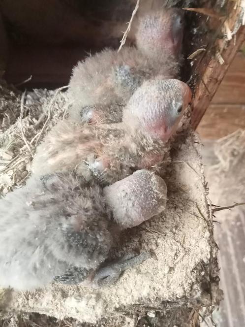 Super leuke piep jonge agapornis baby s te reserveren, Dieren en Toebehoren, Vogels | Parkieten en Papegaaien, Dwergpapegaai of Agapornis