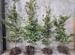 Beukenhaag - groene beuk, Tuin en Terras, Planten | Tuinplanten, Ophalen of Verzenden, Volle zon